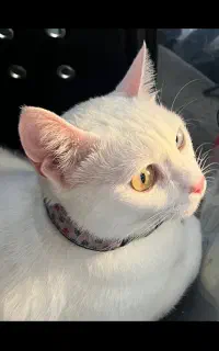 گربه گمشده