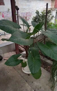 گل بابا آدم ریشه