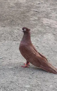 اگهی بخون