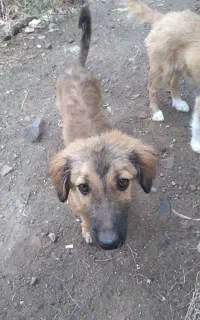 واگذاری دوتا توله سگ