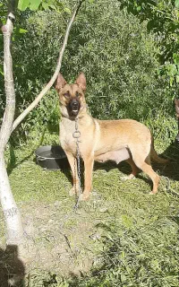 سگ ماده ژرمن