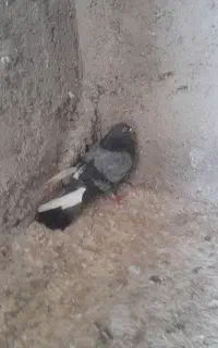 کفتر معافضه