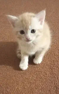 سرپرستی گربه ۲ماهه