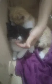 واگذاری بچه گربه رایگان