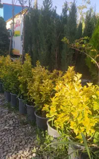 کلیه امور باغبانی. فضای سز. باغبان. اشتهارد