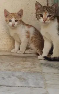 گربه