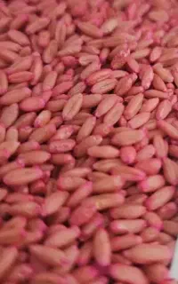 گندم بوجاری شده سم زده درجه ۱