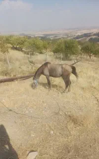 اسب نریان