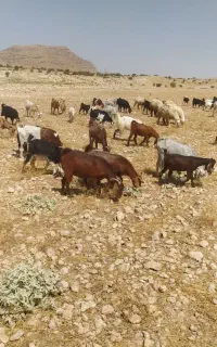 50عدد بز.