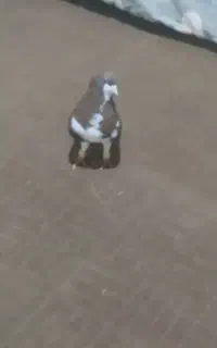 شهری سرخ