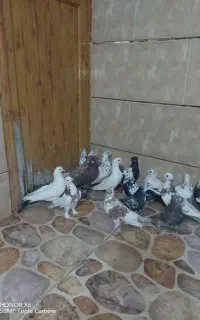 کبوتر تهرانی روزگاری