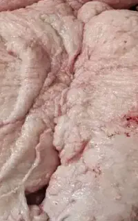 دنبه بره کشتار امروز