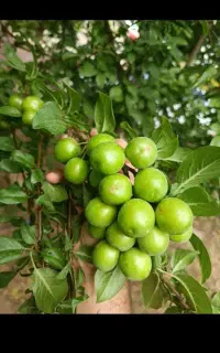 خدمات باغبانی و کاشت گل وگیاه