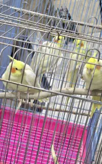 یک جفت عروس هلندی مولد