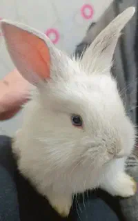 خرگوش همراه وسایل