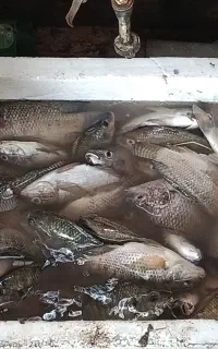 ماهی شانگ صید روز تازه تازه