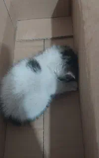 گربه