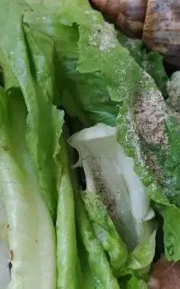 حلزون تخم‌گذار هستن  تراپی پوست کلاژن خالص
