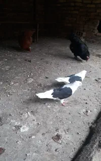 یجفت دوبال سیاه