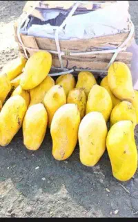 انبه تازه کسی خواست درخدمتم