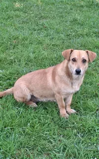 فروش سگ پاکوتاه ماده سایز ریز