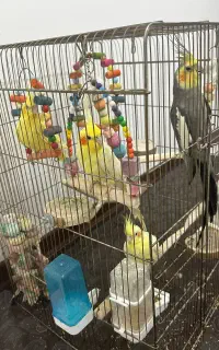 2جفت عروس هلندی