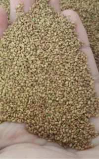 فروش ویژه بذر یونجه
