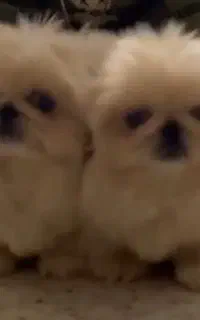 سگ پاکوتاه عروسکی آپارتمانی نژاد پیکینیز خرسی