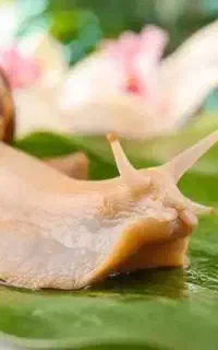 حلزون بالغ و مولد آچاتینا(فولیکا) و خاویار تازه