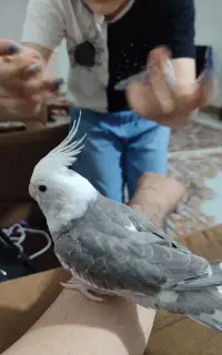 عروس هلندی