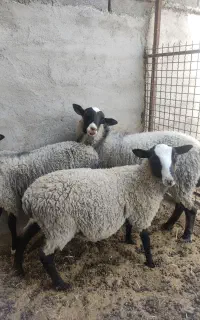 بره نر رومانف اصل روسی