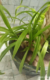 گل موزی