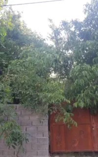 زمین درختی مسکونی