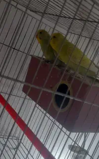 جفت مرغ عشق به شرط تخم و جوجه