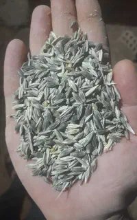 جو سیاه جو محلی