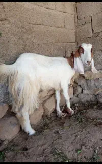بزغاله ماده.