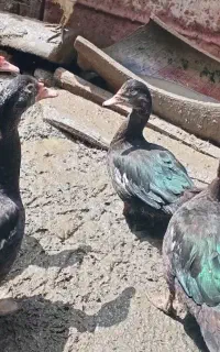 اردک خارجی