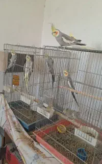 عروس هلندی