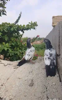 کبوتر گمشده