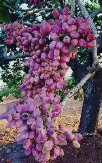 بار نهال پسته پربارتر/مشاوره تخصصی کوددهی و اصولی
