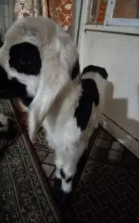 میش گم کردم
