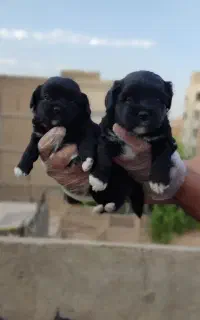 واگذاری شیتزو تریر