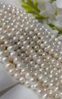 مروارید پرورشی اصل