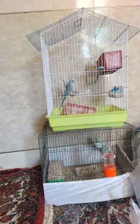 فروش دوجفت مرغ عشق مولد وکارداده