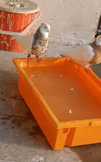 کفتر کبوتر طوقی