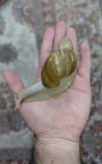 یک عدد حلزون بزرگ