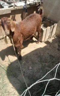 بزغاله نر تکه