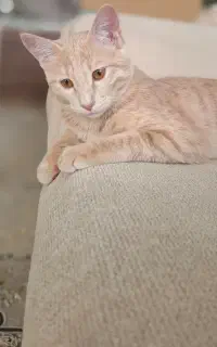 واگذاری گربه dsh