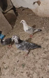 کفتر سوسکی مسافتی