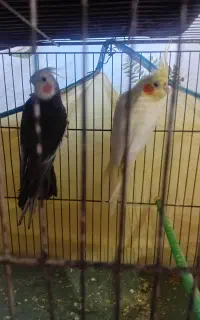 دو تا عروس هلندی جفت خوشگل